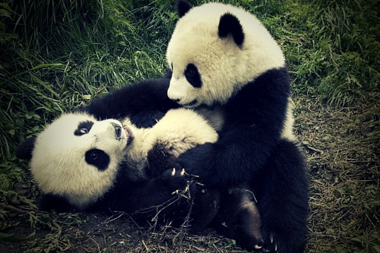 Scientific Info about Endangered Pandas for Kids and Adults