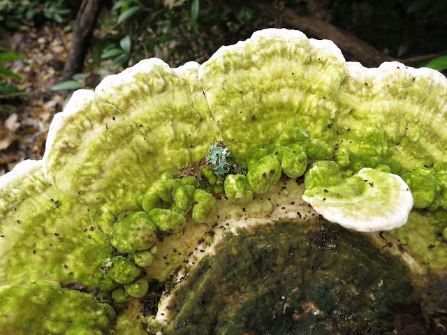 Lumpy Bracket (Trametes gibbosa) with a fragment of lichen fallen on it