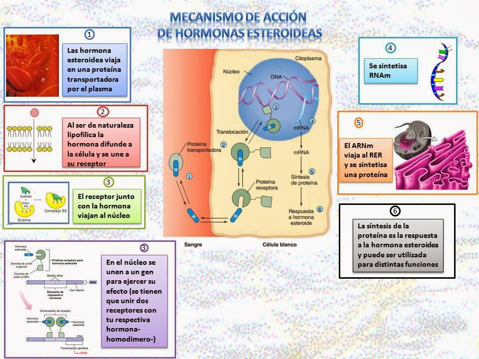Blog de Fisiología Básica de Rogelio Eduardo Enriquez Lopez Mecanismo de acción de las hormonas