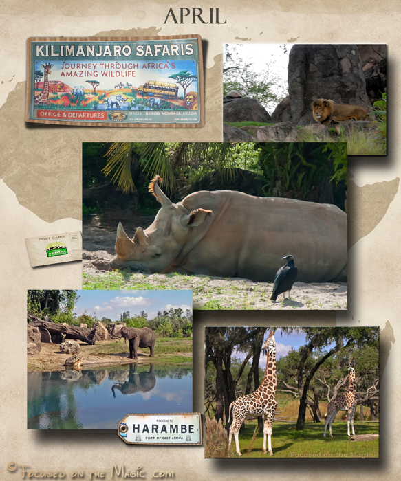 Focused on the Magic | Kilimanjaro Safari Disney Animal Kingdom