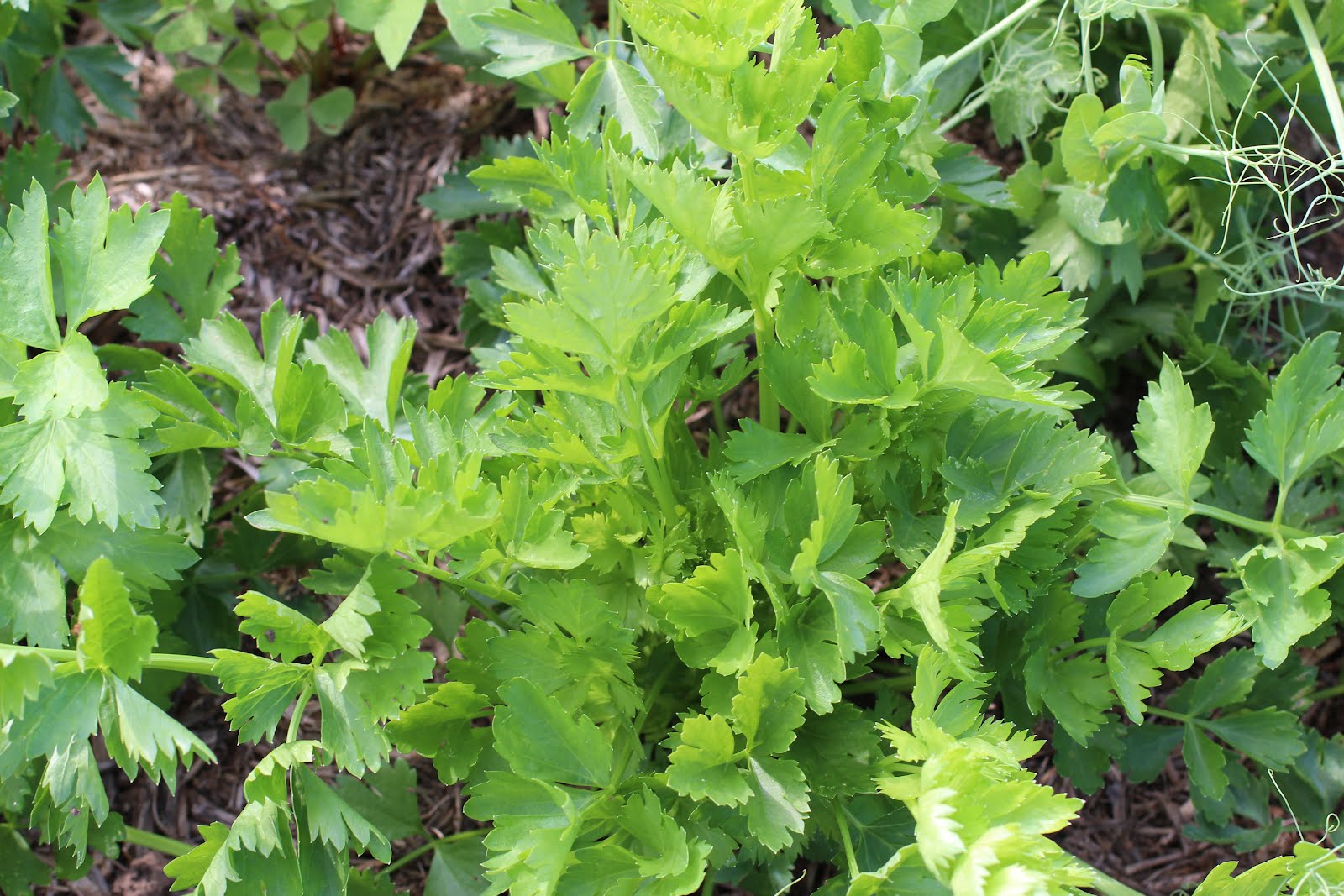 Florez Nursery Apium graveolens var. secalinum, leaf celery
