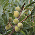 बादाम कैसे उगायें || How to grow Almond At Homegarden