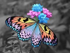 butterfly images