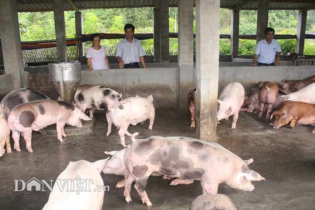 Giá heo hôm nay 5/2: Gần Tết, lò mổ Xuyên Á hoạt động lại, giá mới nhất ...