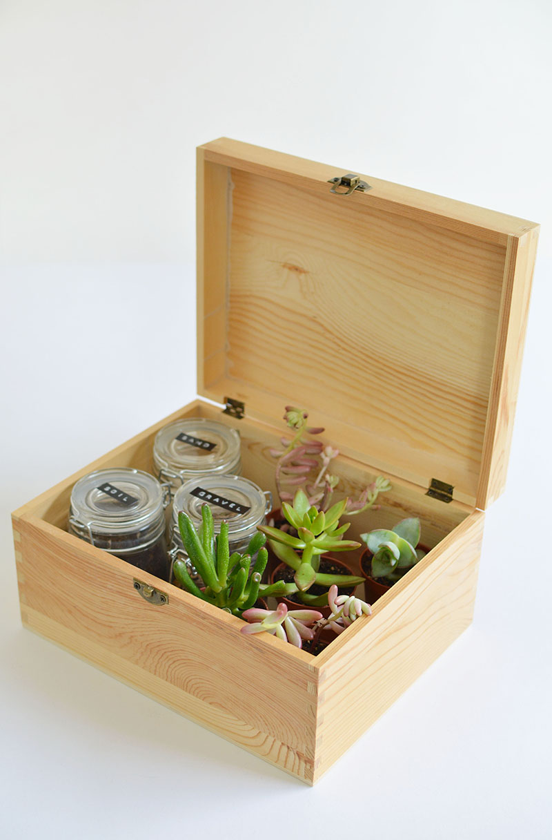 DIY succulent gift box BURKATRON