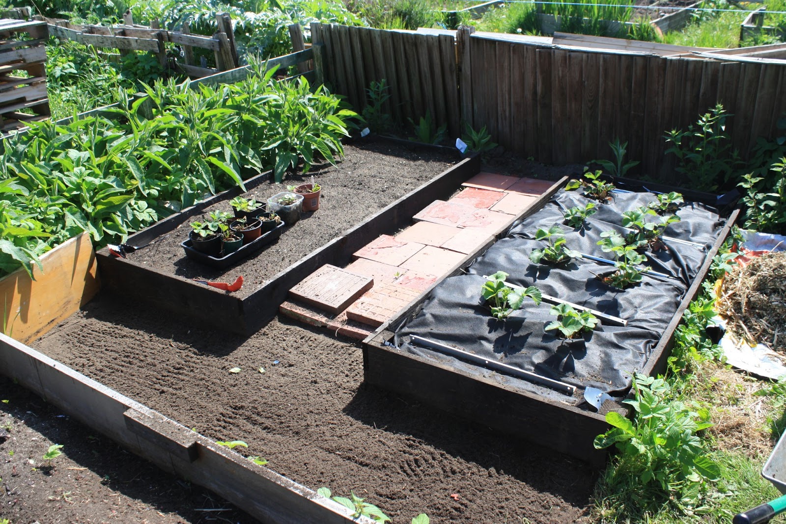 Allotment #65: Planting Lettuce, Planting Runner Beans.