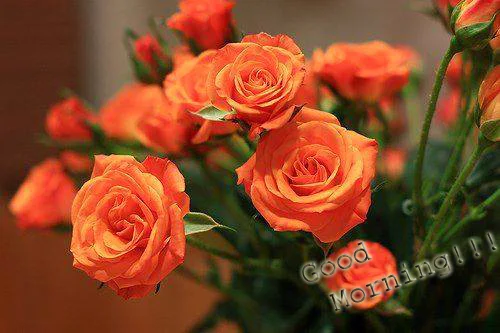 good morning with light orange rose