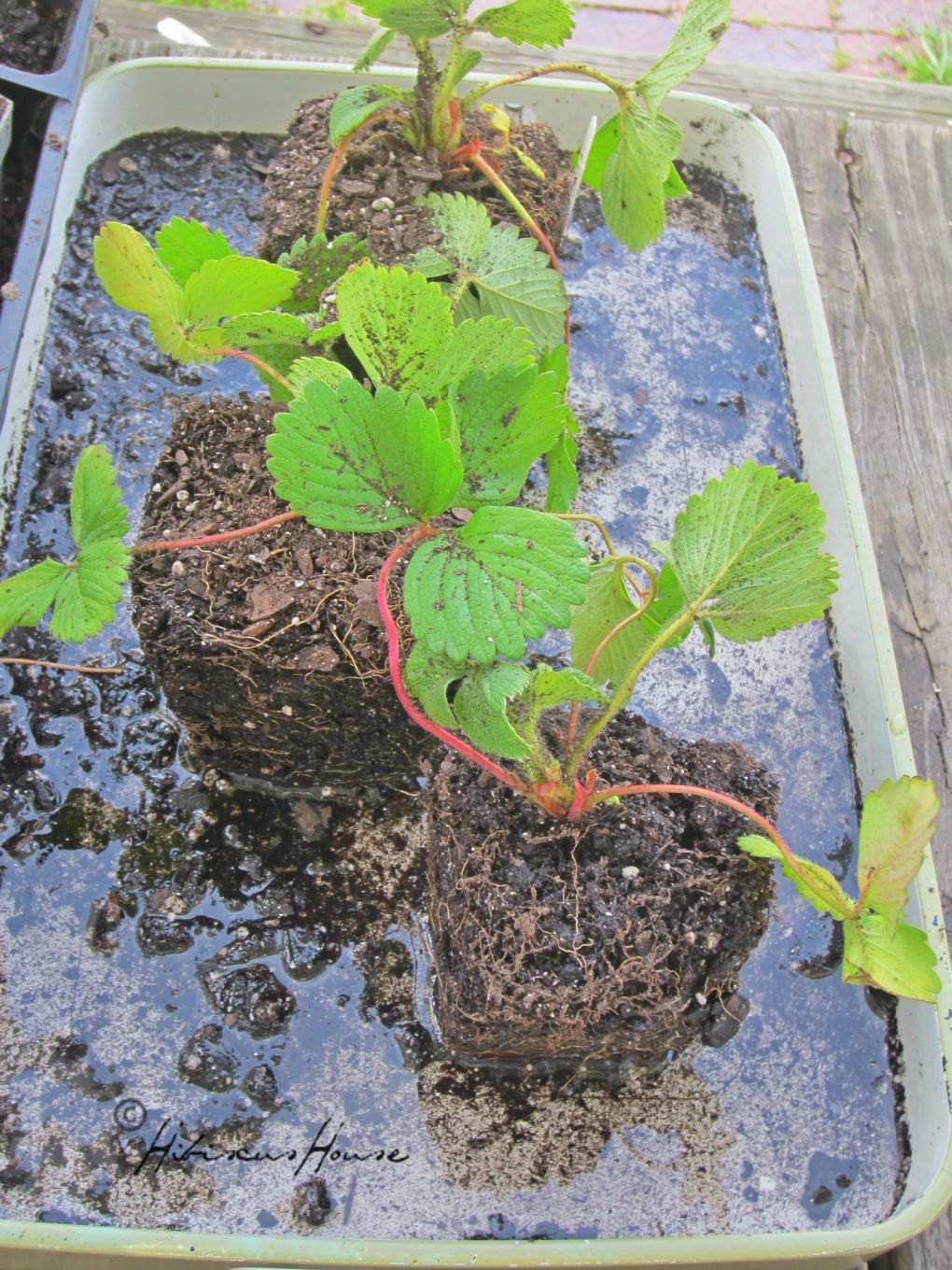 Strawberries Planting Growing And Harvesting Strawberry Plants