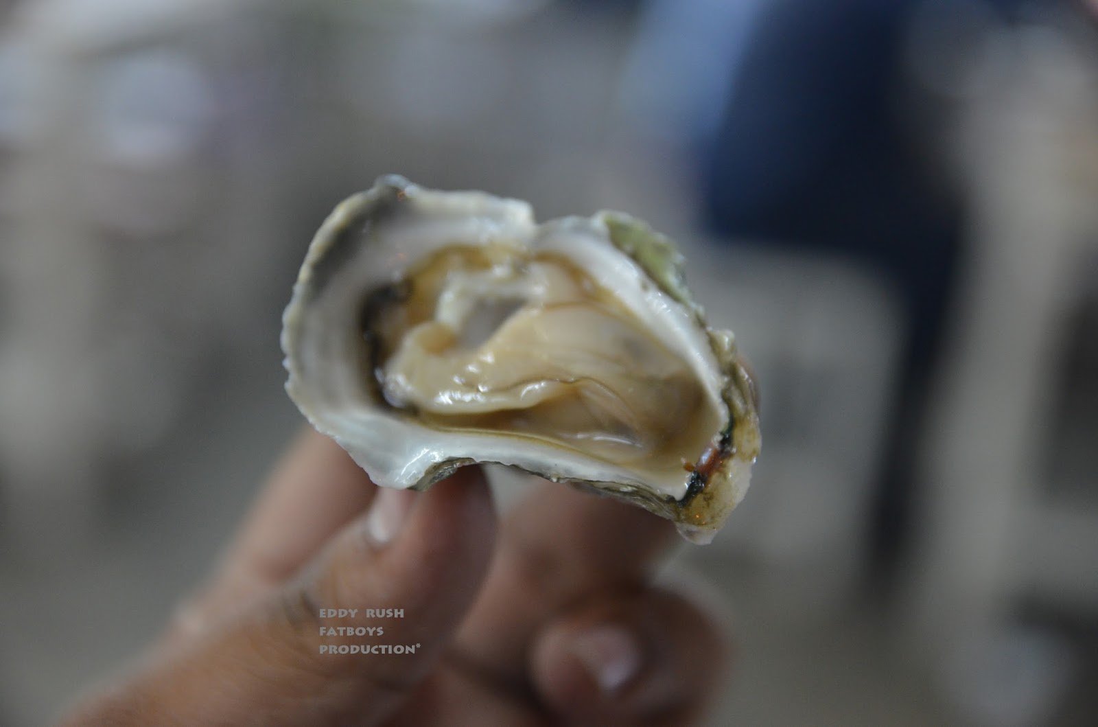 Oyster klebang