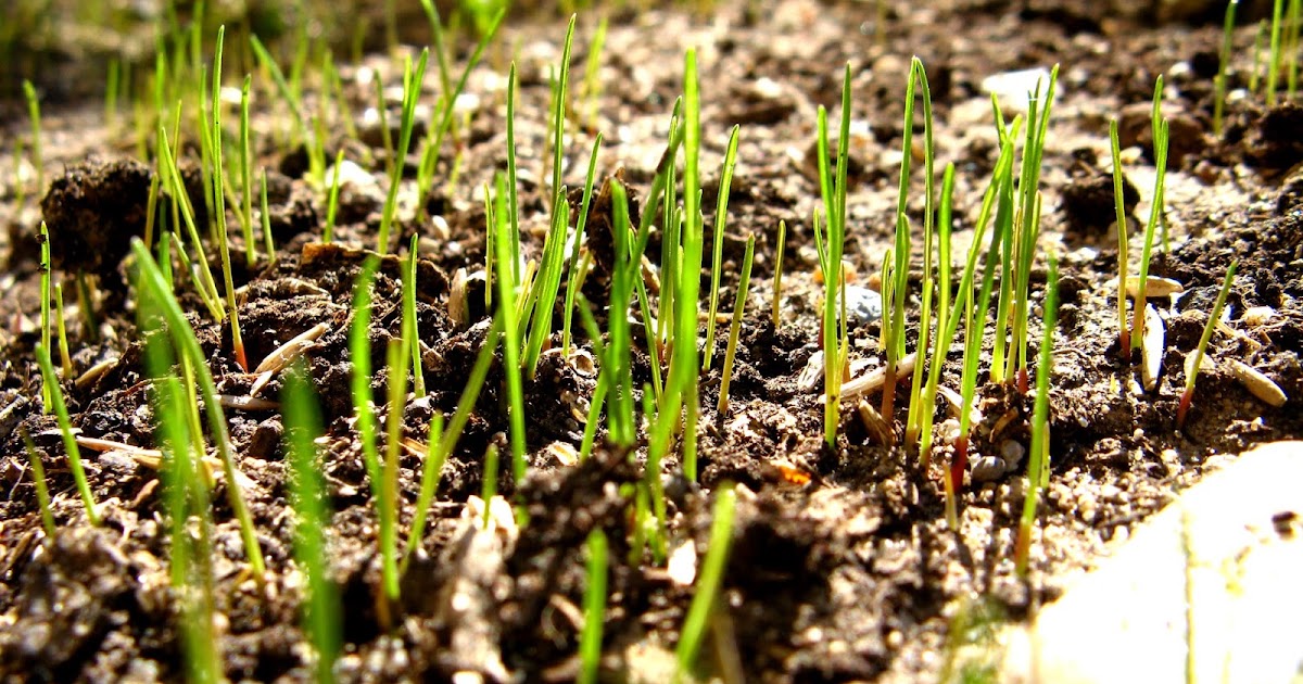 Первые всходы газонной травы. Газон прорастает. Газон прорастает. Газон всходит. Через сколько прорастает газон.