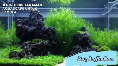 Jenis-jenis Tanaman Aquascape untuk Pemula Jenis-jenis Tanaman Aquascape untuk Pemula