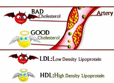 Cholesterol Components: LDL & HDL