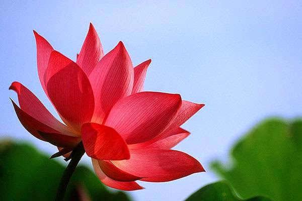 25 Lotus Flower Pictures to Inspire You