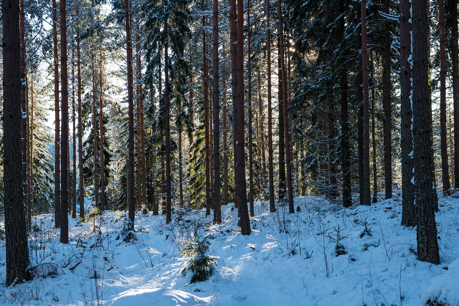 Kuvamerkint j Aurinko Paistaa The Sun Is Shining kuvamerkint-j-aurinko-paistaa-the-sun-is-shining