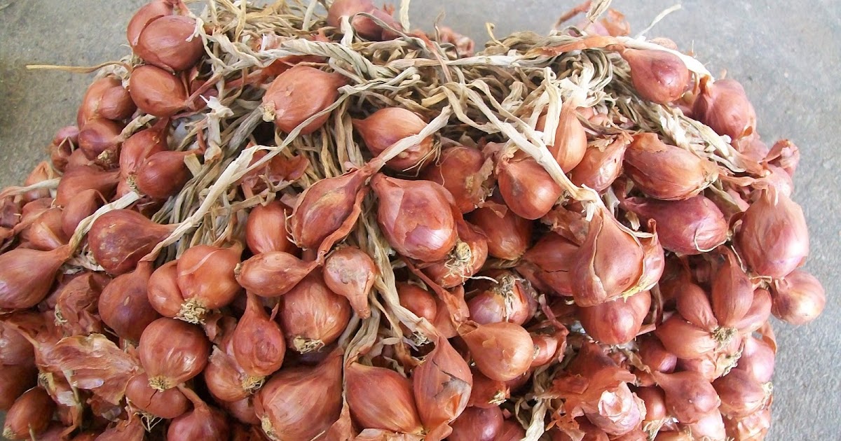 cara menyimpan bawang merah untuk bibit pertanian cara menyimpan bawang merah untuk bibit pertanian
