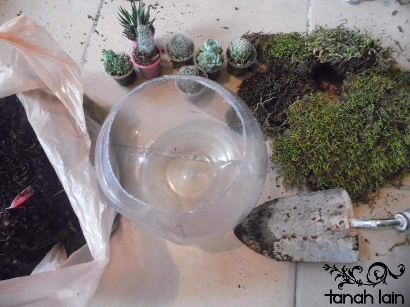 Terrarium DIY