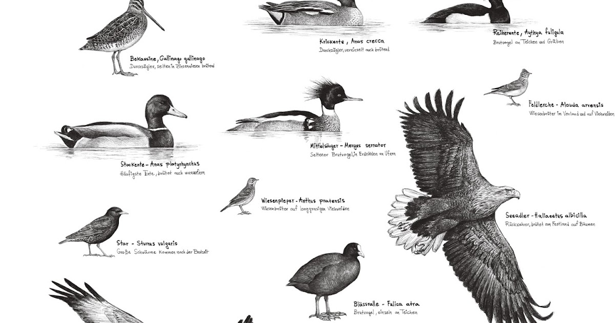 B/W Bird Illustrations for a Poster