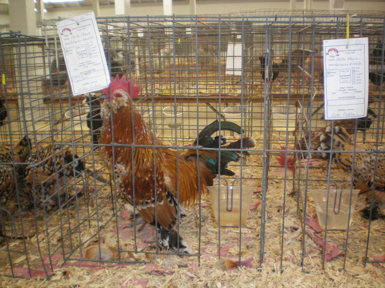 Just Chickens... The South West Washington Fair Poulty Show