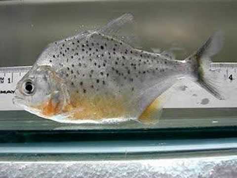 Ikan Piranha Jenis Pristobrycon Striolatus