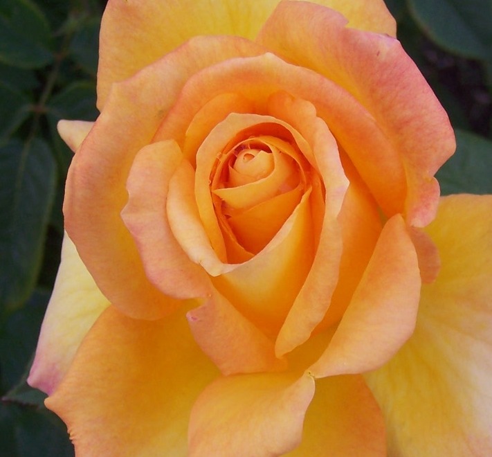 The 2 Minute Gardener: Photo - Grandiflora Rose 'Gold Medal'