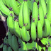 Producción y exportaciones de plátanos se incrementa sustancialmente en el país en los últimos años
