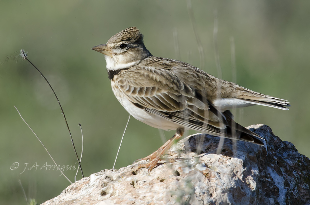 Calandria común, Melanocorypha calandra, Calandra Lark Calandria común, Melanocorypha calandra, Calandra Lark