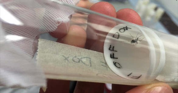 La firma de biotecnología Oxitec ha creado un mosquito genéticamente modificado, y este ha sido soltado y probado en regiones de Brasil, Panamá y otras.