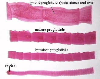 platolehelminthes scolex és proglottids szájüregi rák napja