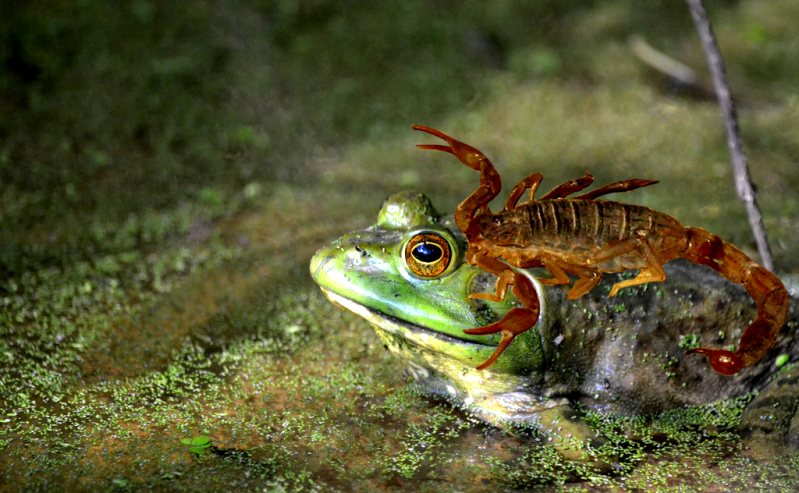 scorpion_frog.png