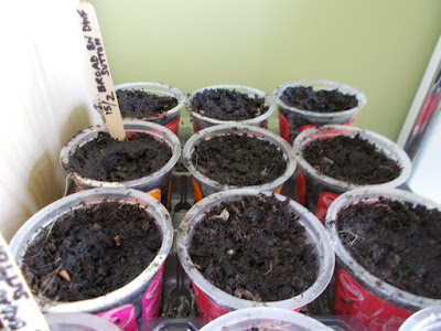 Sowing Broad beans Grow your own 80 Minute Allotment Green Fingered Blog