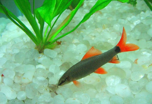 Tropical fish species sharks - Just for Sharing
