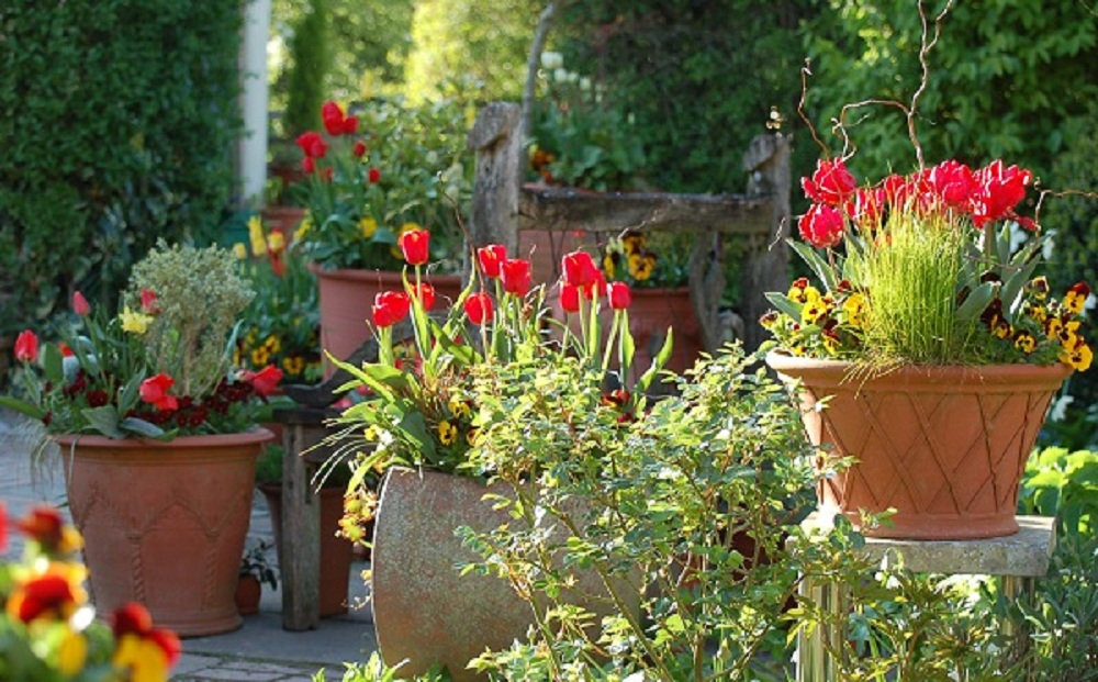 Potting Up... tulips.