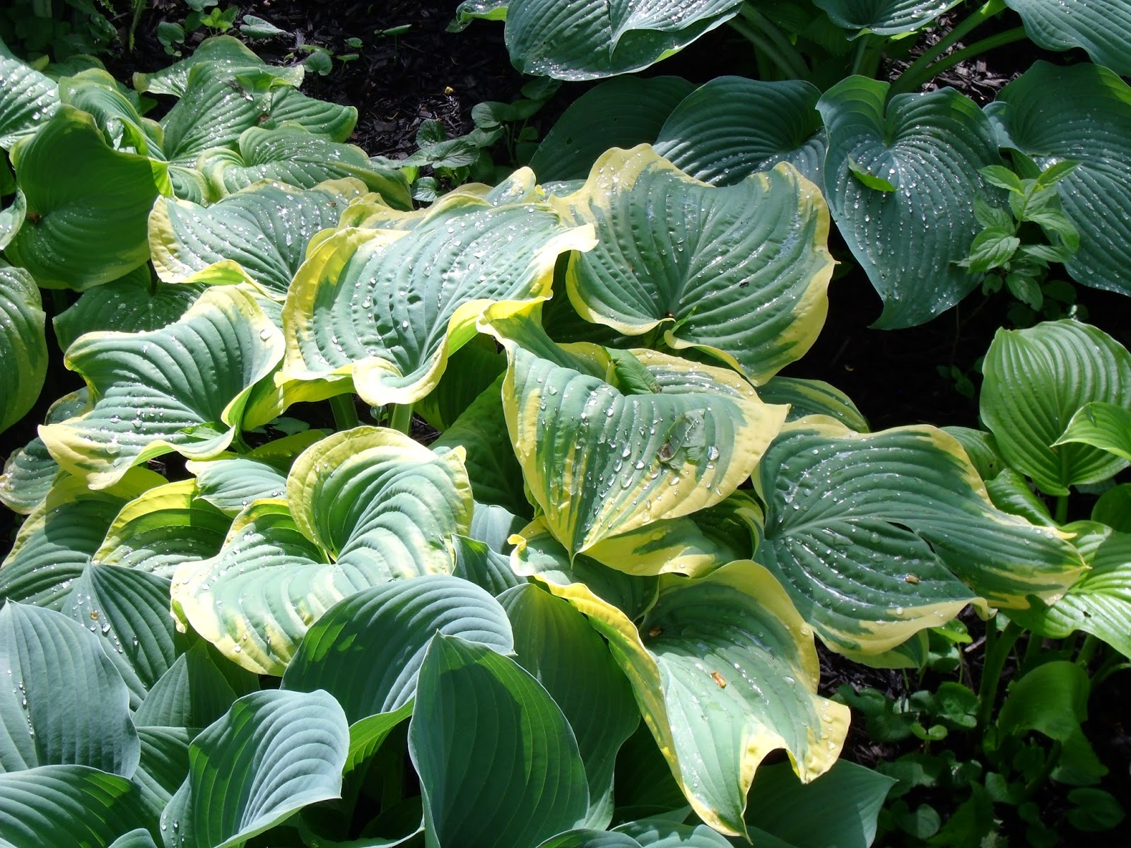Gear Acres at Top of the Hill The hostas are looking good.......