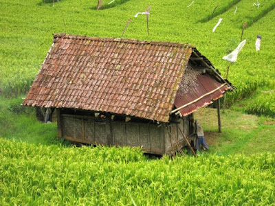  House on a Rice Field in Ubud 