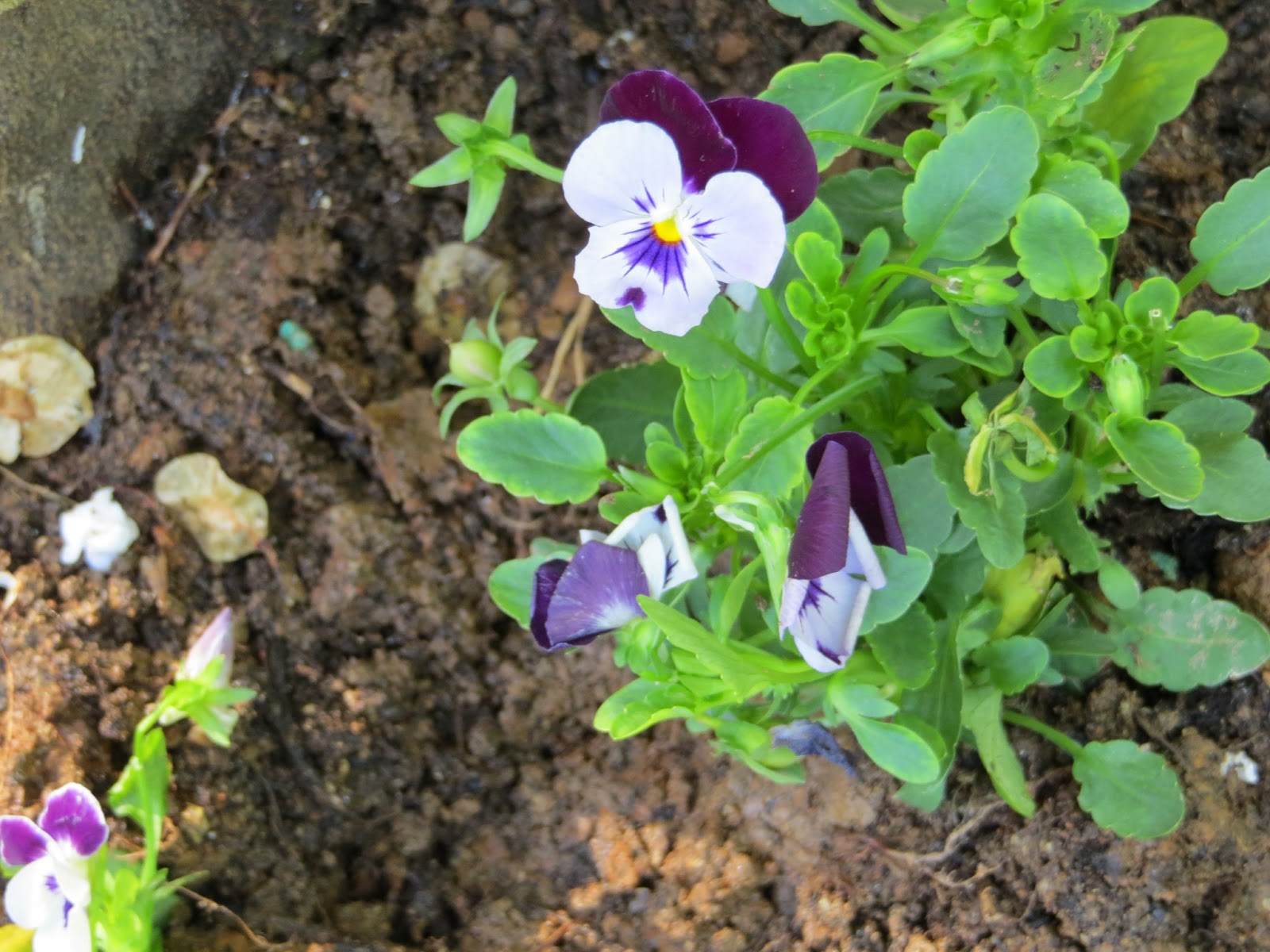 CPR.BEMBEZAR: LA PRIMAVERA HA LLEGADO A CÉSPEDES