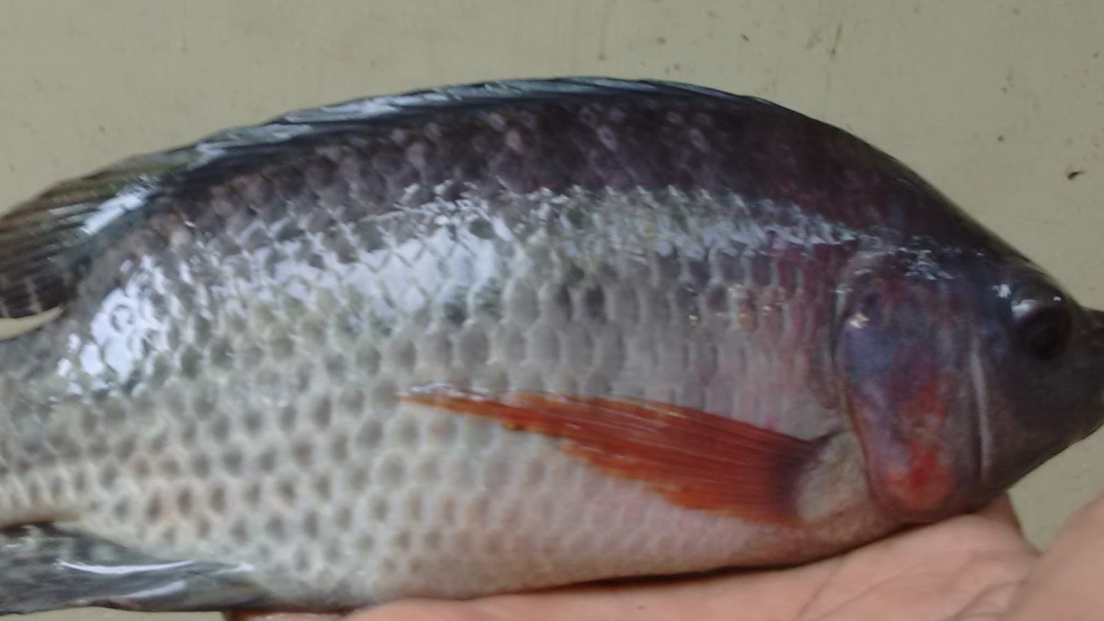 Keralaponics GIFT Tilapia (ഗിഫ്റ്റ് തിലാപ്പിയ)