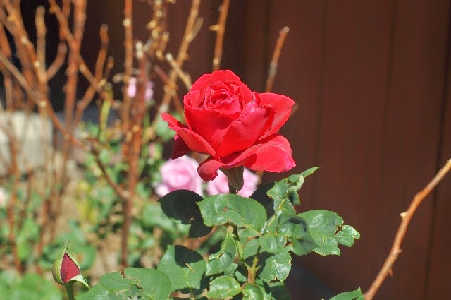 roses Colorado Springs coloradoviews.filminspector.com