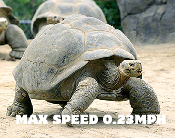 Run Gingerfoxxx, Run!: Some fun facts!