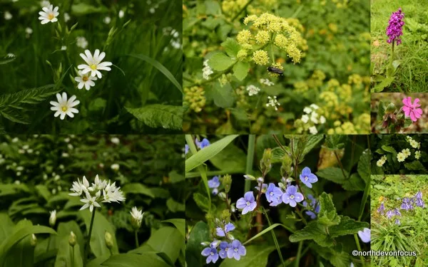 Wildflowers of Peppercombe - Photo copyright Pat Adams (All rights reserved)