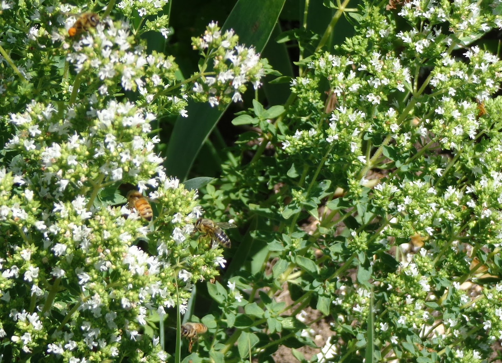 Daniel's Pacific NW Garden Honeybees on oregano