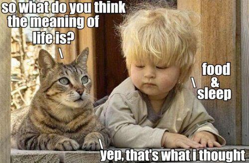 The Meaning Of Life Through The Eyes Of Cat And A Toddler