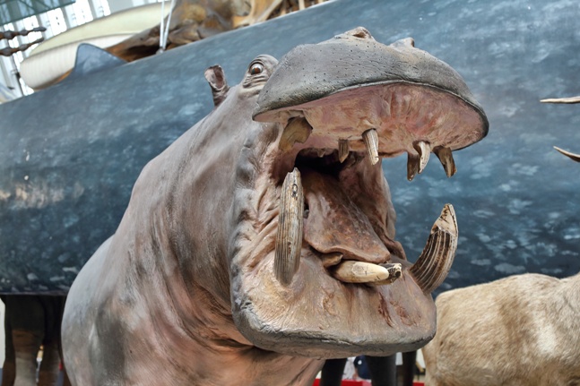 Hipopótamo enfadado en el Museo de Historia Natural