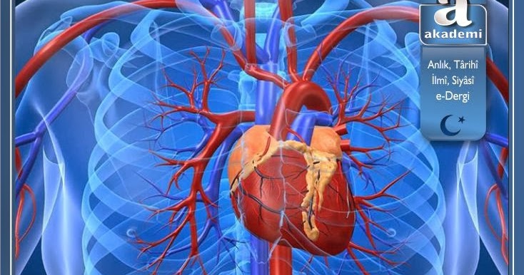 Vücudun elektriğini bir et parçası olan kalp üretiyor Akademi Dergisi