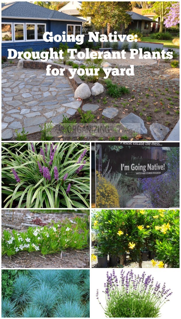 Going Native: Drought Tolerant plants for your yard :: OrganizingMadeFun.com