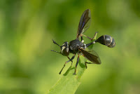 Black Conopid aka Thick-headed fly in the air