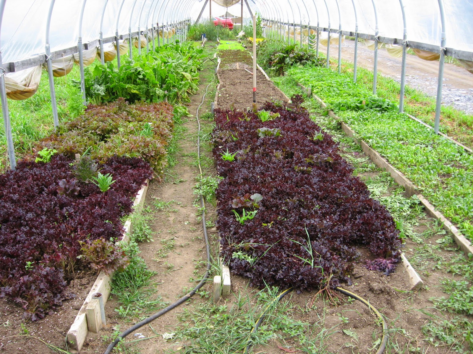 greenhouse with lettuce