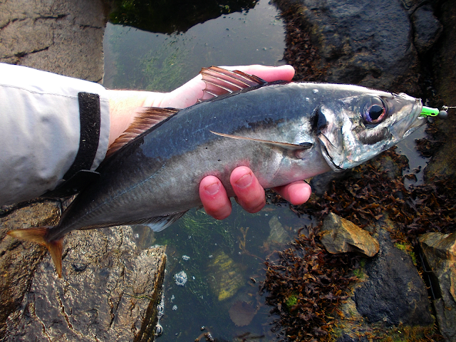 Horse Mackerel Horse Mackerel
