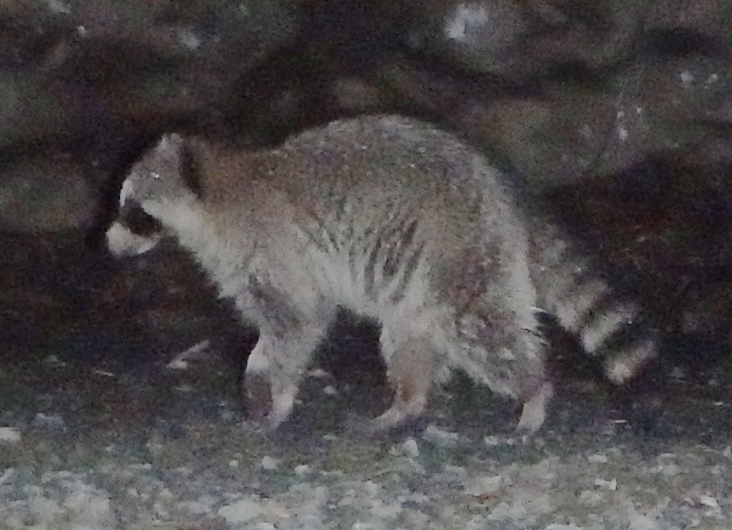 オオアリ:特徴、生息地、繁殖 - オオアリの特徴