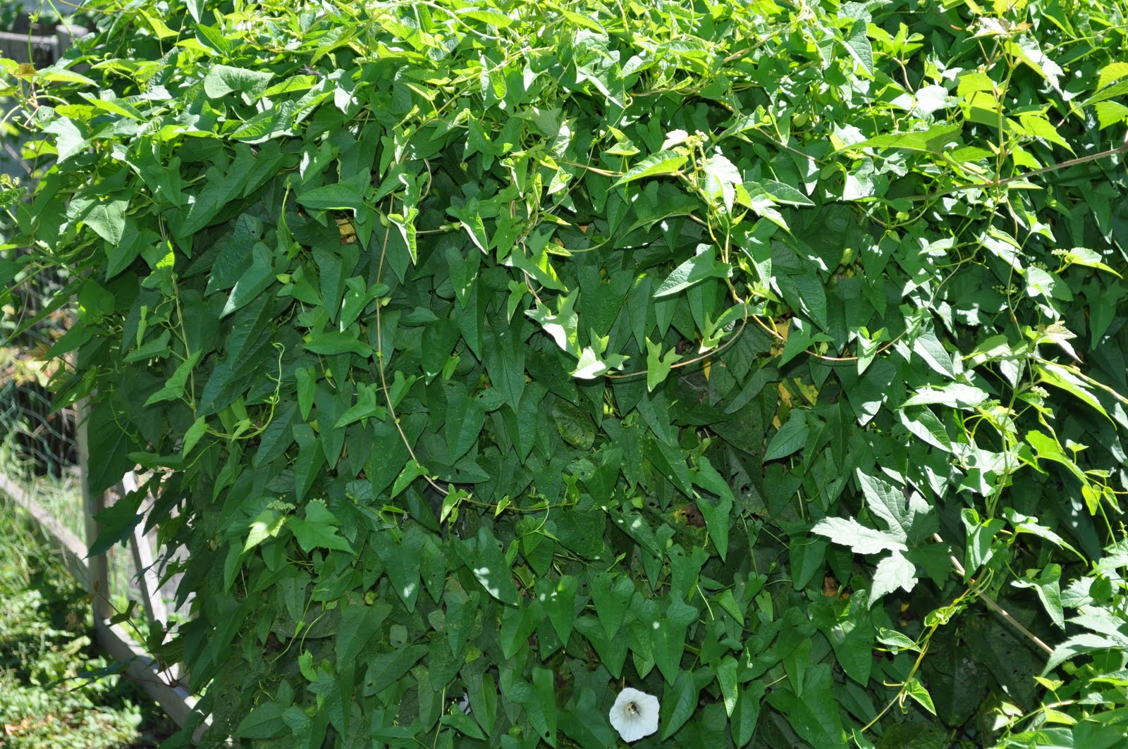 Superoceras Backyard Botany Native Maryland vines