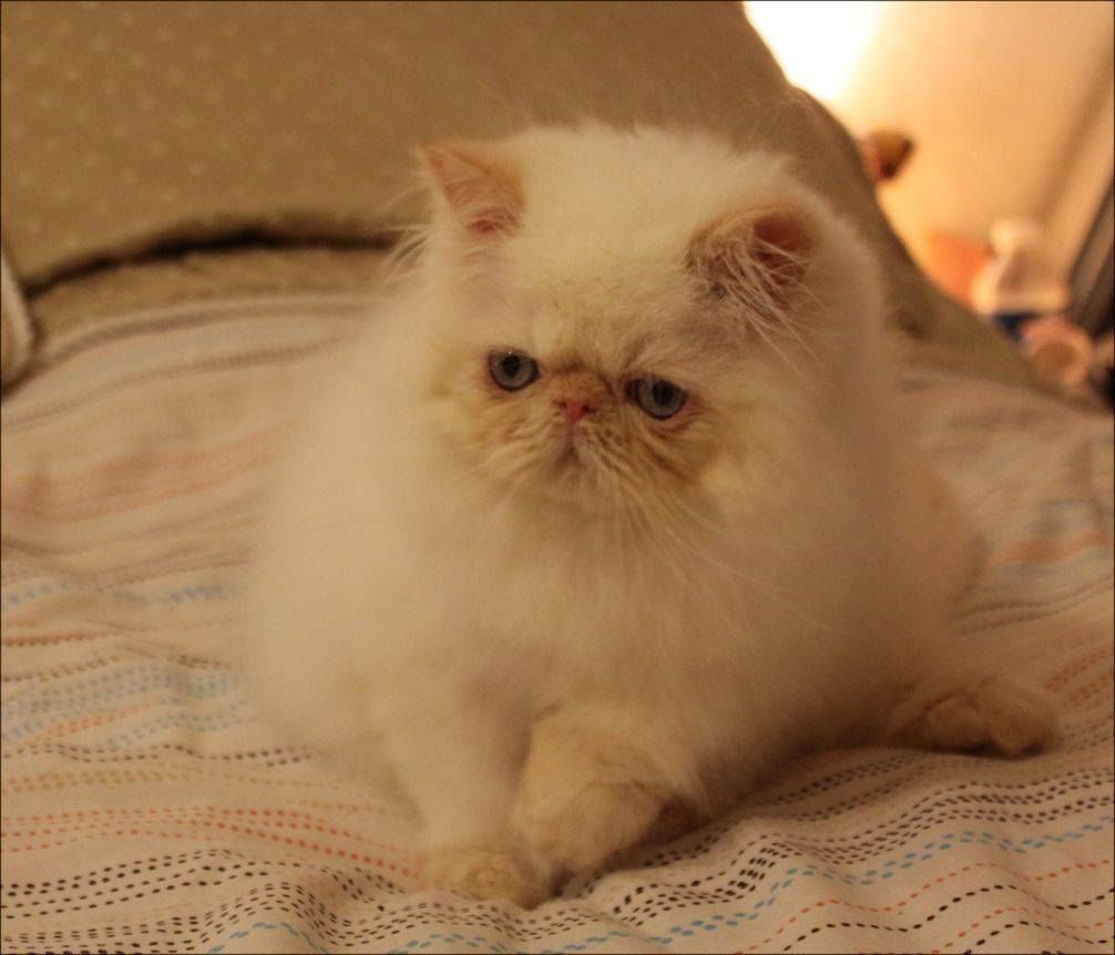 The Kuwait Cats and kittens Adoption and sales email us at